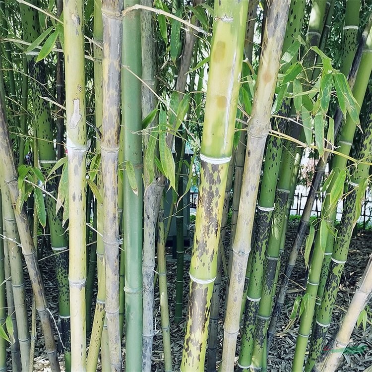 基地供应 斑竹 规格齐全 庭院小区公园绿化种植 道路园林地被观赏竹