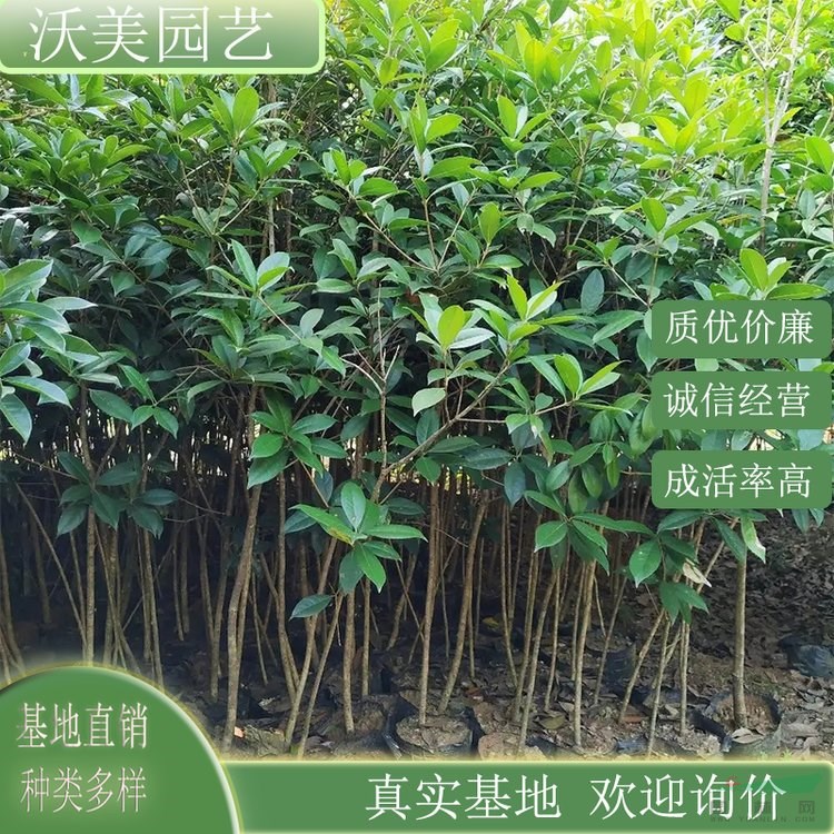 江蘇綠化苗木基地 基地供應(yīng)桂花 庭院別墅種植觀賞園林景區(qū)風(fēng)景樹綠化苗木 現(xiàn)挖現(xiàn)賣 基地批發(fā)價(jià)格