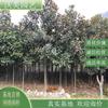 知乎园艺出售广玉兰 园林绿化造景观赏配植 园区防护工程苗木