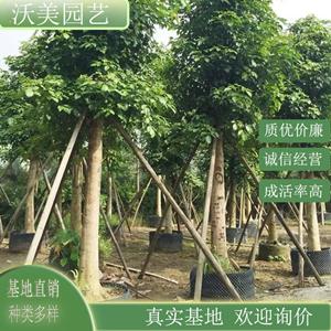 6-12公分重陽木 規格* 庭院園林種植苗木 綠化工程行道樹