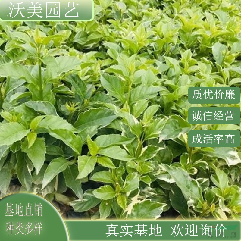 江蘇綠化苗木基地 苗圃直供花葉連翹 城市綠化園林美化植物 花籬花壇觀賞苗木 基地批發(fā)價(jià)格