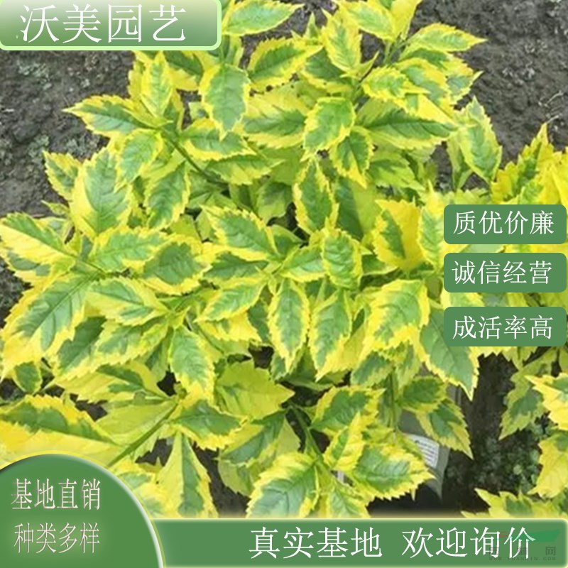 江蘇綠化苗木基地 苗圃直供花葉連翹 城市綠化園林美化植物 花籬花壇觀賞苗木 基地批發(fā)價(jià)格