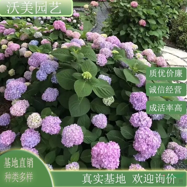 江蘇綠化苗木基地 無盡夏繡球花小苗 庭院陽臺(tái)種植 耐寒花卉花鏡花海工程造景觀賞苗 基地批發(fā)價(jià)格