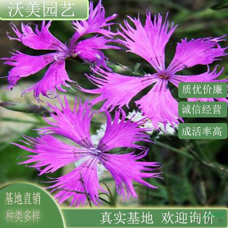 江蘇綠化苗木基地 瞿麥 花壇花鏡布景小區(qū)園林庭院公園綠化工程種植草花造景綠植 基地批發(fā)價格