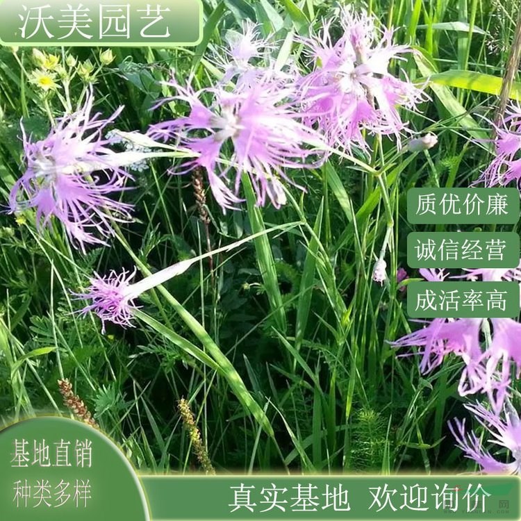 江蘇綠化苗木基地 瞿麥 花壇花鏡布景小區(qū)園林庭院公園綠化工程種植草花造景綠植 基地批發(fā)價格