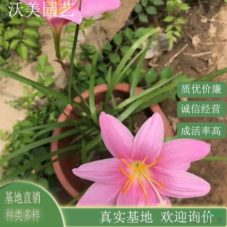 江蘇綠化苗木基地 基地供應 紅花蔥蘭 庭院陽臺盆栽 花壇花鏡花叢布置材料 基地批發(fā)價格