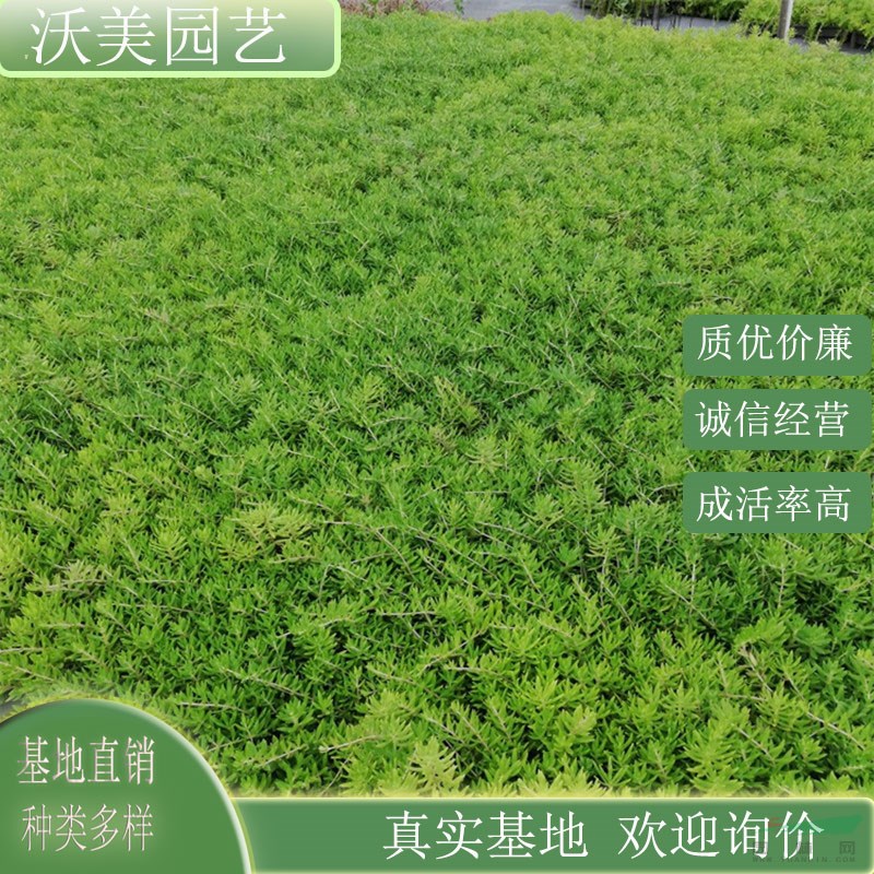 佛甲草 耐寒 屋頂綠化專用草 園林景區(qū)固土護(hù)坡綠化工程苗