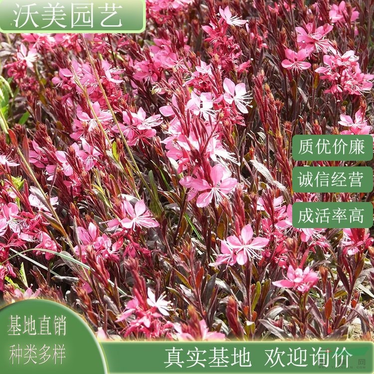 江蘇綠化苗木基地 基地供應(yīng) 紫葉千鳥花 花壇花鏡地栽綠化苗 庭院盆栽裝飾花卉 基地批發(fā)價(jià)格