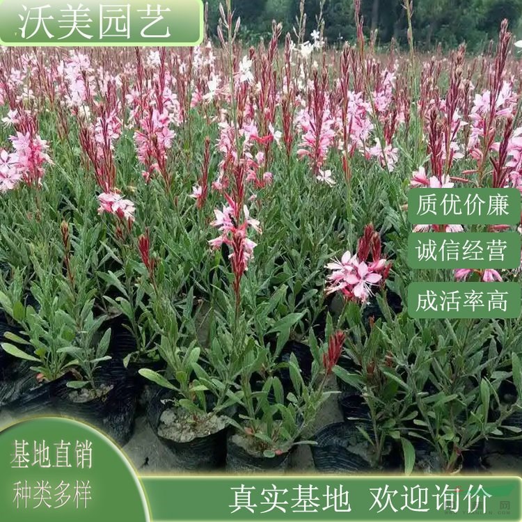 江蘇綠化苗木基地 基地供應(yīng) 紫葉千鳥花 花壇花鏡地栽綠化苗 庭院盆栽裝飾花卉 基地批發(fā)價(jià)格