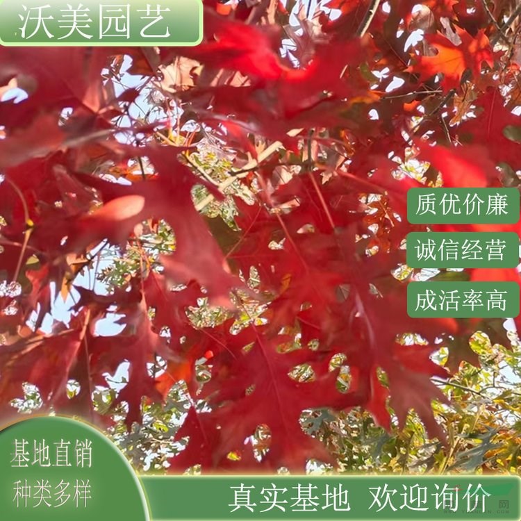 基地供應 紅槲櫟 北方紅橡 道路園林風景樹 綠化工程行道樹