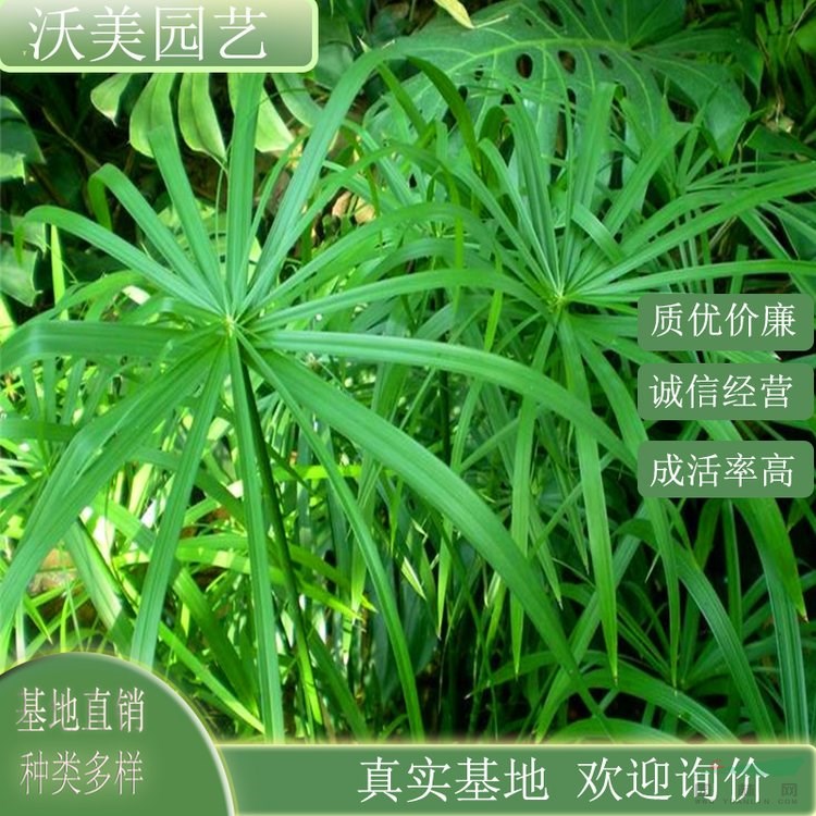 江蘇綠化苗木基地 基地供應(yīng)水生植物 旱傘草 凈化水質(zhì) 園林水體造景植物 風(fēng)車草 基地批發(fā)價(jià)格