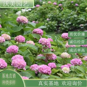 江蘇綠化苗木基地 無(wú)盡夏繡球 八仙花地被類植物 庭院盆栽綠植公園小區(qū)園林美化環(huán)境 基地批發(fā)價(jià)格