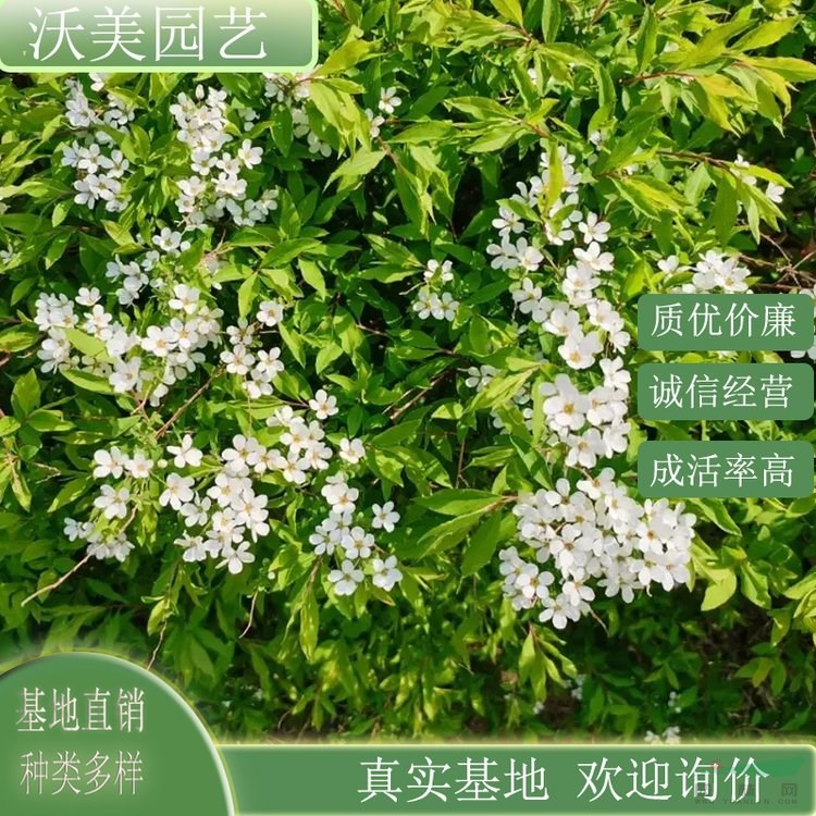 江蘇綠化苗木基地 基地供應(yīng) 珍珠繡線菊 庭院風(fēng)景樹行道樹 道路園林綠化工程苗木 基地批發(fā)價格