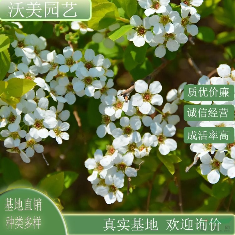 江蘇綠化苗木基地 基地供應(yīng) 珍珠繡線菊 庭院風(fēng)景樹行道樹 道路園林綠化工程苗木 基地批發(fā)價格