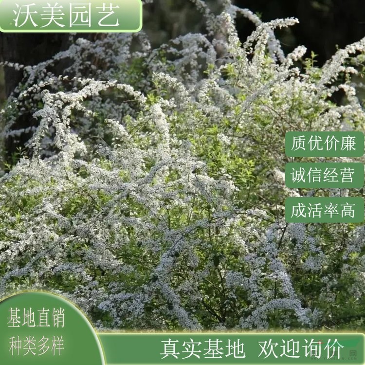 江蘇綠化苗木基地 噴雪花苗 別墅庭院小區(qū) 綠化種植觀賞苗 市政園林景觀栽植苗 基地批發(fā)價(jià)格