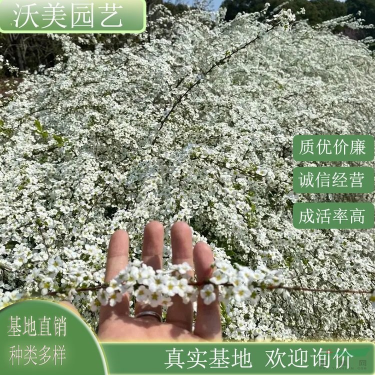 江蘇綠化苗木基地 噴雪花苗 別墅庭院小區(qū) 綠化種植觀賞苗 市政園林景觀栽植苗 基地批發(fā)價(jià)格