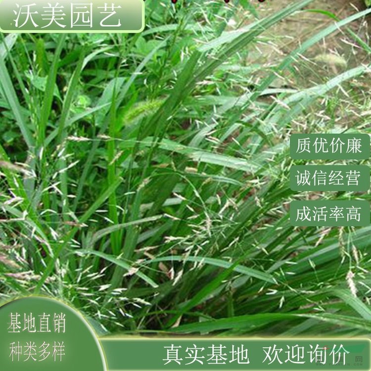 江蘇綠化苗木基地 彎葉畫眉草 盆景盆栽觀賞苗 庭院小區(qū)公園綠化種植 市政園林造景 基地批發(fā)價(jià)格