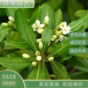 基地供應(yīng) 花葉海桐球 園林工程綠化灌木 芳香植物盆栽海桐