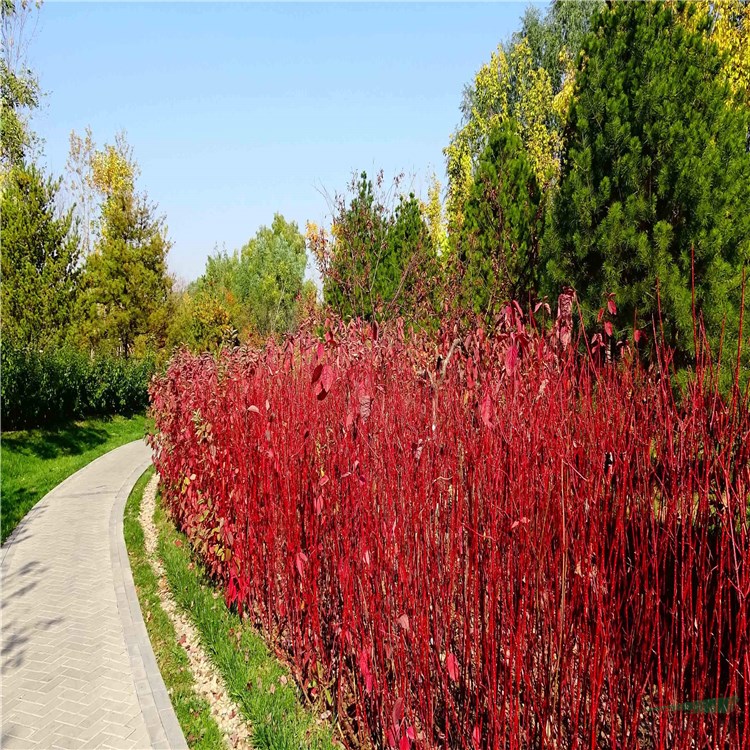 紅瑞木 行道風(fēng)景造型樹彩色工程綠化苗木 綠籬叢生耐寒植物 產(chǎn)地批發(fā)直銷