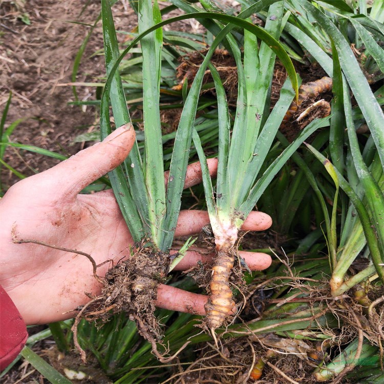 出售銀葉石菖蒲盆栽水體凈化植物 浮島種植材料 池塘濕地綠化苗