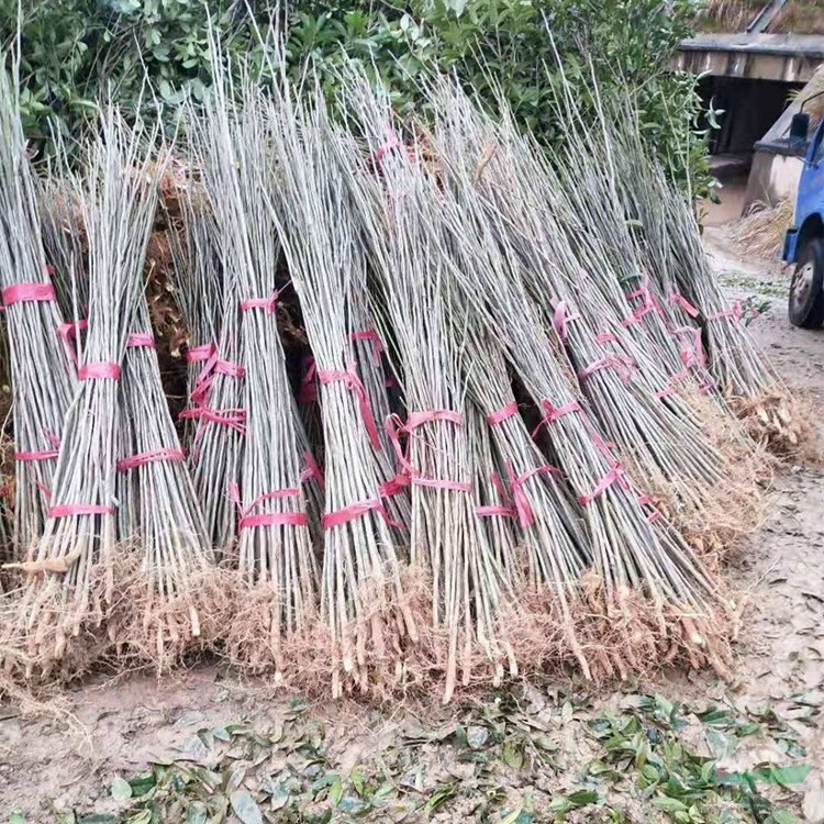 基地出售無患子 庭院別墅風景樹行道樹鄉(xiāng)鎮(zhèn)園林綠化工程苗木