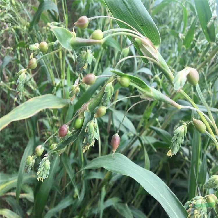 苗圃基地大量薏苡 多年生草本植物 池塘造景植物 產地批發(fā)直銷