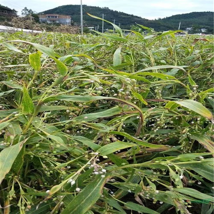 苗圃基地大量薏苡 多年生草本植物 池塘造景植物 產地批發(fā)直銷