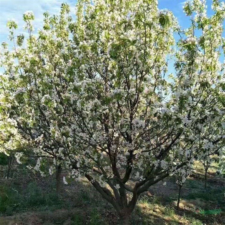 基地出售八棱海棠 庭院別墅風(fēng)景樹(shù)行道樹(shù)鄉(xiāng)鎮(zhèn)園林綠化工程苗木 產(chǎn)地批發(fā)直銷(xiāo)