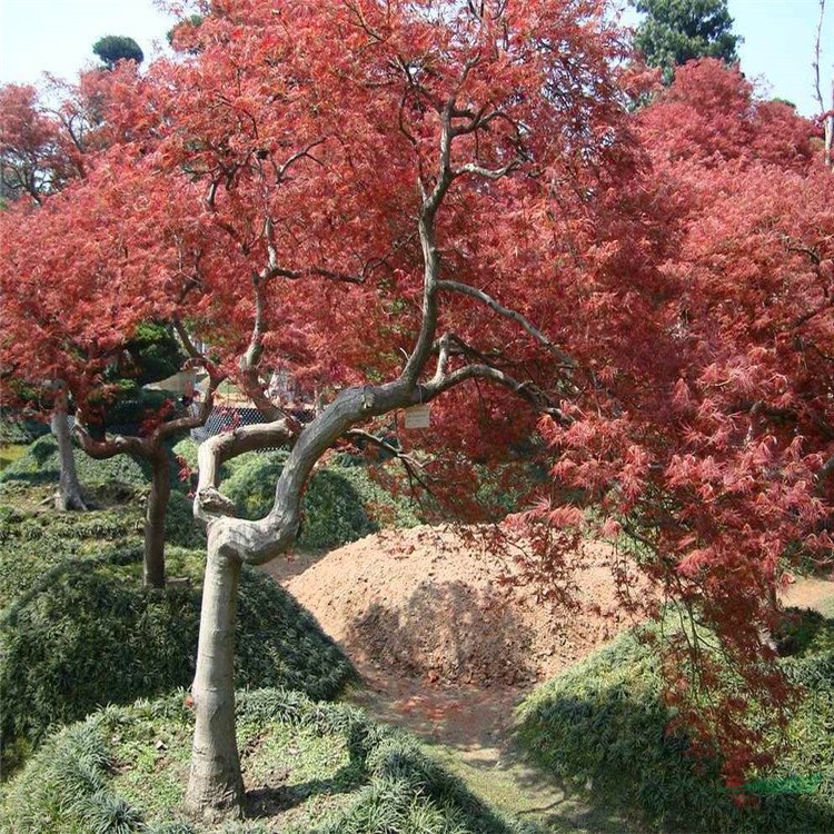 基地出售羽毛楓 庭院別墅風(fēng)景樹行道樹園林綠化工程苗木 產(chǎn)地批發(fā)直銷