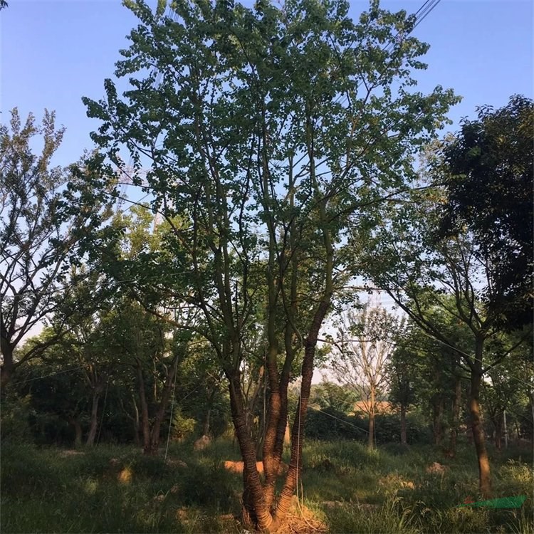 基地出售樸樹樹苗 庭院小區(qū)觀賞植物 園林工程綠化苗木 產(chǎn)地批發(fā)直銷