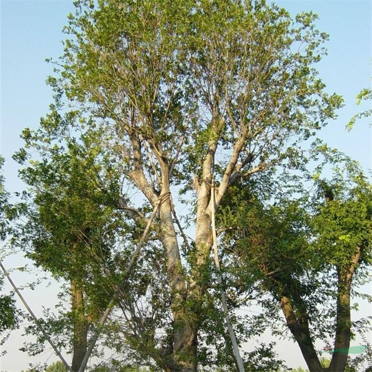 基地出售樸樹樹苗 庭院小區(qū)觀賞植物 園林工程綠化苗木 產(chǎn)地批發(fā)直銷