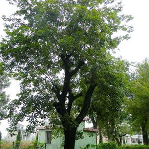 基地出售朴树树苗 庭院小区观赏植物 园林工程绿化苗木