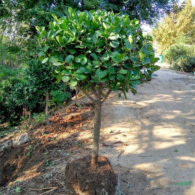 独杆黄杨树苗 园林景观绿化 庭院小区道路观赏植物 行道树