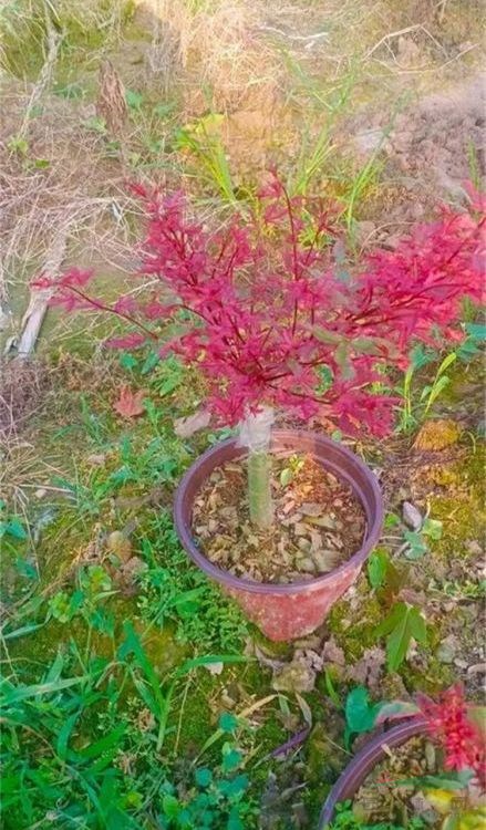 辰全園林苗圃楓樹基地 紅小袖 紅大袖紅楓 規(guī)格齊全 觀賞樹 產(chǎn)地批發(fā)直銷