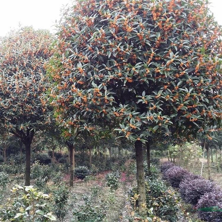 基地出售桂花 丹桂 四季常綠園林景區(qū)風(fēng)景樹行道樹綠化工程苗木 產(chǎn)地批發(fā)直銷