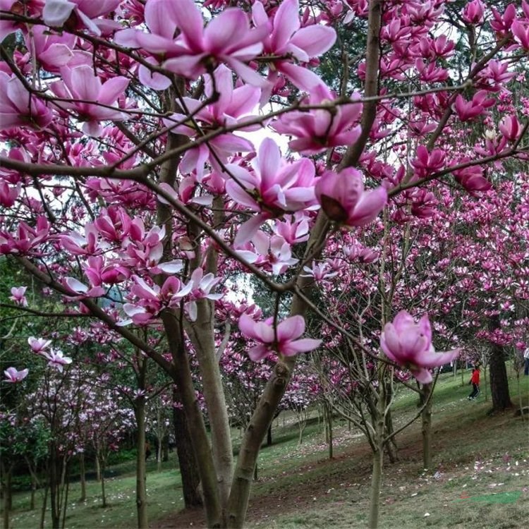 苗圃出售 二喬玉蘭 庭院小區(qū)觀賞苗 園林工程綠化植物 產(chǎn)地批發(fā)直銷