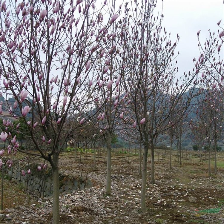 苗圃出售 二喬玉蘭 庭院小區(qū)觀賞苗 園林工程綠化植物