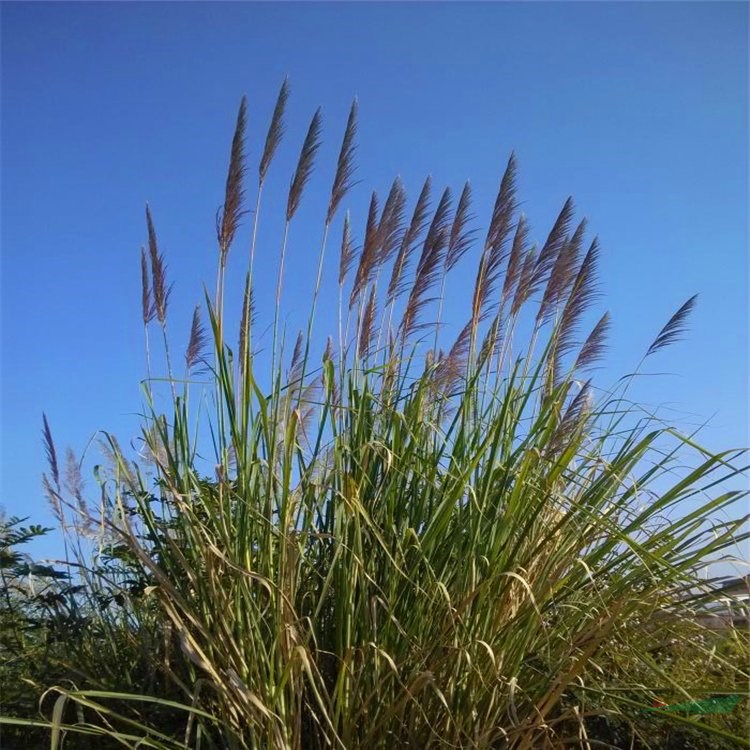 基地出售南荻 多年生草本園林景區(qū)地被種植造景工程苗