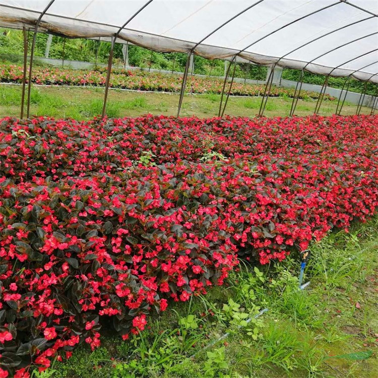 基地出售四季海棠 庭院別墅種植觀賞苗 花壇花鏡造景工程苗 產(chǎn)地批發(fā)直銷