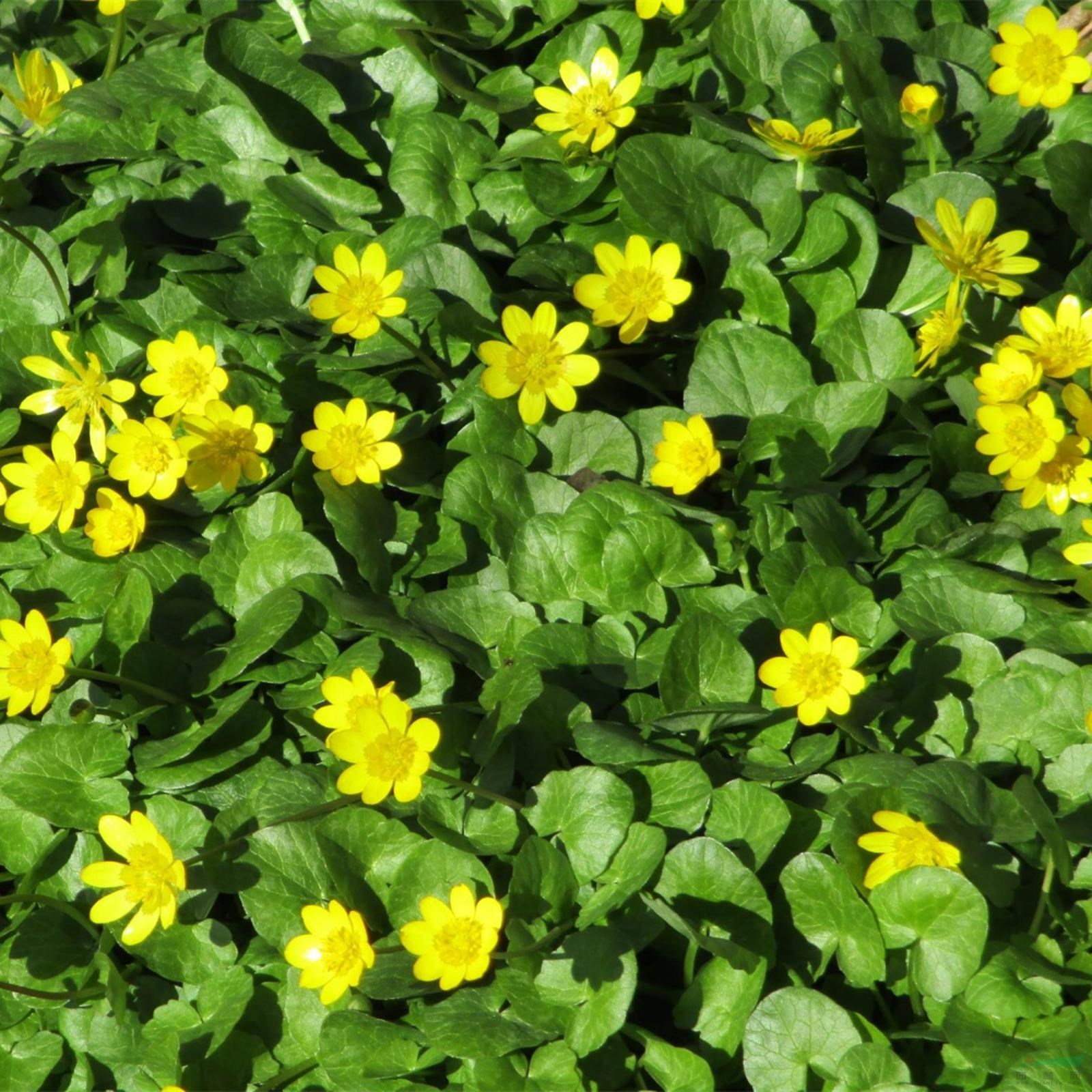 毛茛 四季開花 易活花卉 小區(qū)公園別墅街道園林綠化工程苗 產(chǎn)地批發(fā)直銷