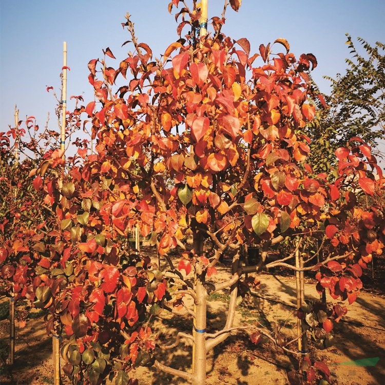 基地出售豆梨 秋火焰 庭院種植觀賞苗園林景區(qū)綠化造景工程樹 產(chǎn)地批發(fā)直銷