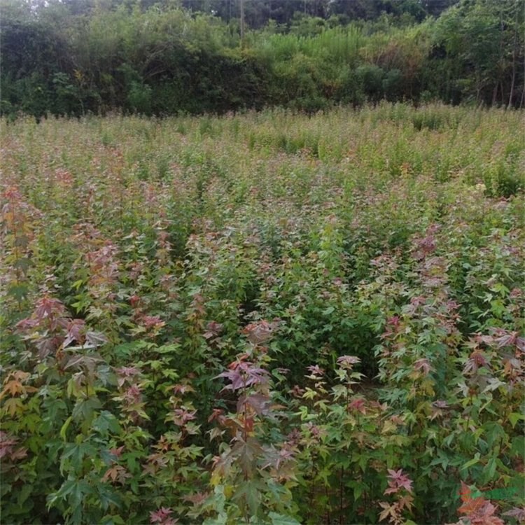 苗圃出售三角楓 茶條槭 大小杯苗 行道道路中央綠化帶種植苗 產(chǎn)地批發(fā)直銷