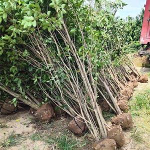 基地出售叢生大葉女貞 庭院別墅觀賞庭蔭樹(shù)園林道路種植觀賞苗木 產(chǎn)地批發(fā)直銷(xiāo)