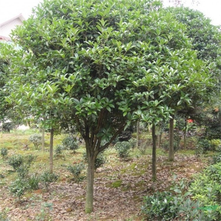 基地出售紅花七葉樹 樹苗 庭院小區(qū)觀賞植物 園林綠化植物苗木 產地批發(fā)直銷