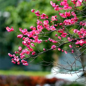 基地出售灑金枝桃樹苗 庭院小區(qū)觀賞植物 園林工程綠化苗木 產(chǎn)地批發(fā)直銷