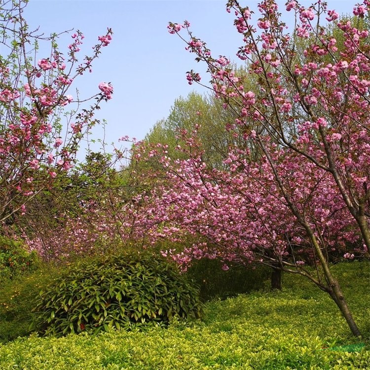 基地出售緋紅晚櫻 規(guī)格齊全庭院綠化公園小區(qū)街道風景樹地栽盆栽