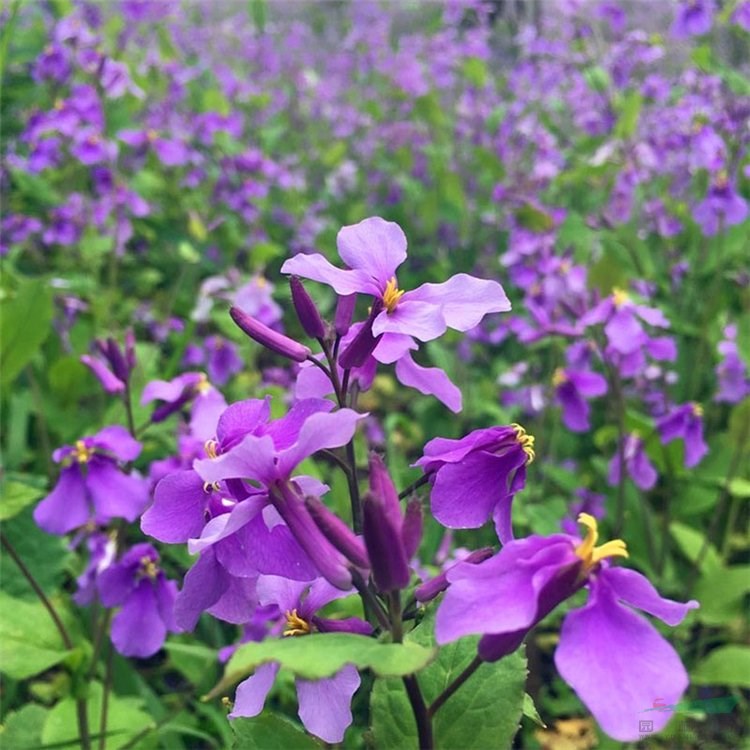 二月蘭 四季花卉 庭院園林別墅小區(qū)綠化工程苗 花壇鑲邊配植