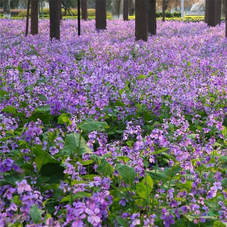 二月蘭 四季花卉 庭院園林別墅小區(qū)綠化工程苗 花壇鑲邊配植