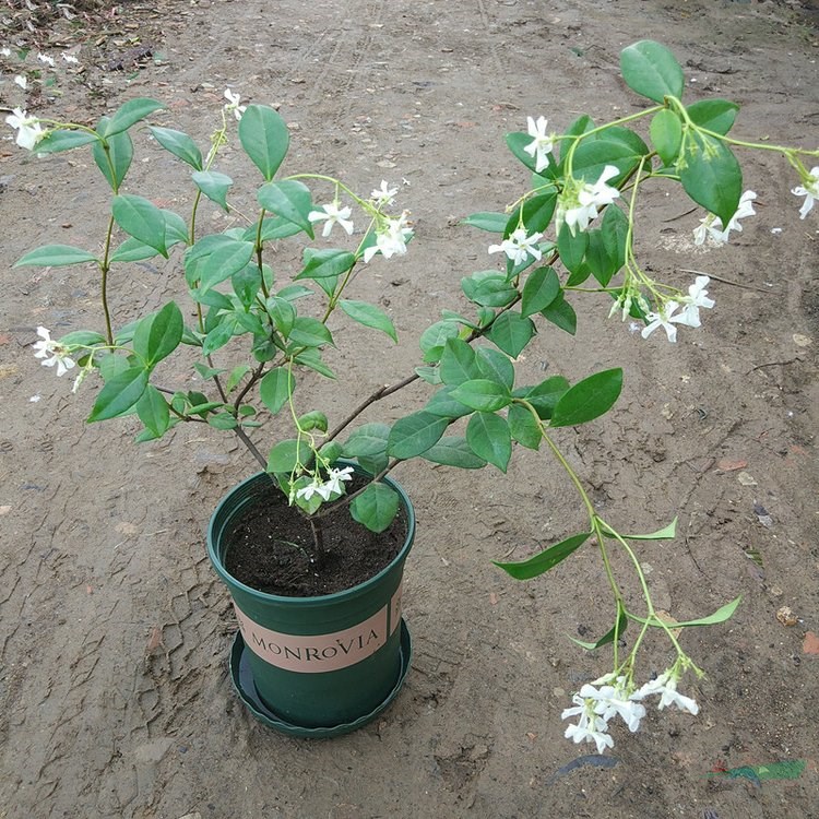 爬藤植物 風車茉莉 室內(nèi)陽臺盆栽觀賞性植物 庭院園林綠化工程苗木 產(chǎn)地批發(fā)直銷