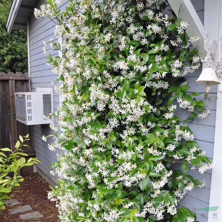 爬藤植物 風車茉莉 室內(nèi)陽臺盆栽觀賞性植物 庭院園林綠化工程苗木 產(chǎn)地批發(fā)直銷